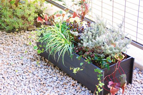 秋の寄せ植え