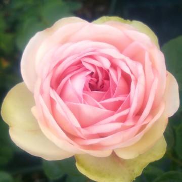 rose111天使のラブソング_360.jpg