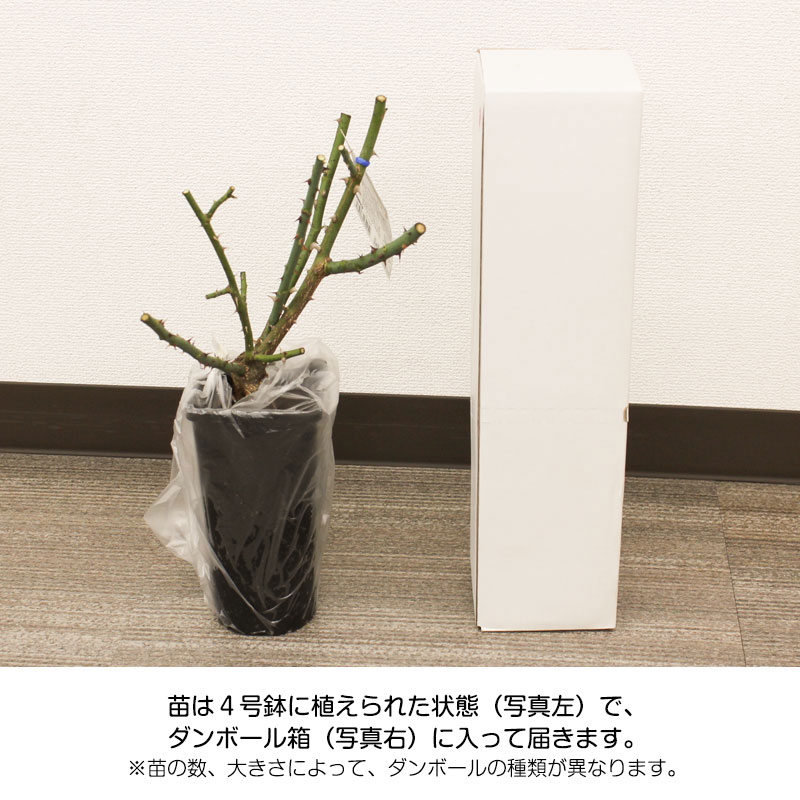 バラ苗 2年大株苗 マダムプランティエ 4号鉢 | ガーデンライフ彩
